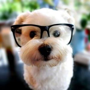 戴眼镜的白狗